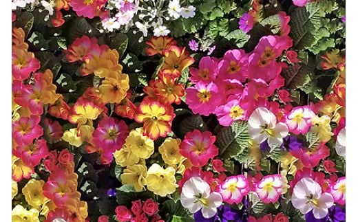 [定期便／年3回] 季節の草花 詰め合わせ｜花苗 ポット苗 宿根草 多年草 一年草 園芸 ガーデニング [0134]