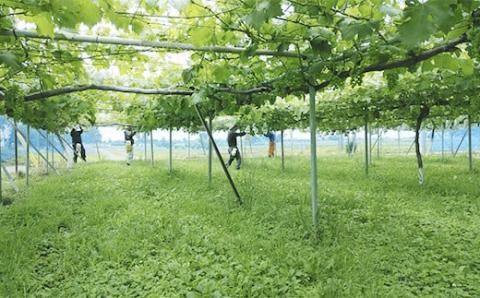 [2026年8月下旬以降お届け] ナガノパープル＆シャインマスカット詰め合わせ 1kg｜ぶどう 果物 フルーツ スイーツ セット 直送 贈答 プレゼント [0355]