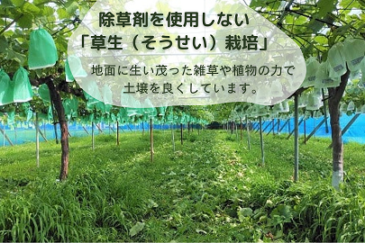 [2026年8月下旬以降お届け] シャインマスカット＆黒系ブドウ詰め合わせ 1kg｜ぶどう 果物 フルーツ スイーツ セット 直送 贈答 プレゼント [0357]