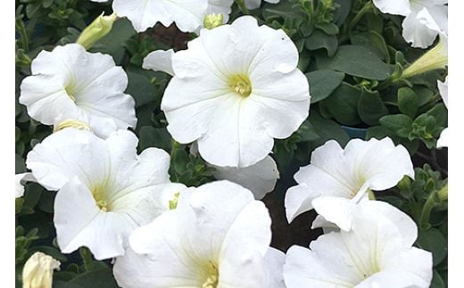 季節の草花 詰め合わせ｜花苗 ポット苗 宿根草 多年草 一年草 園芸 ガーデニング [0133]