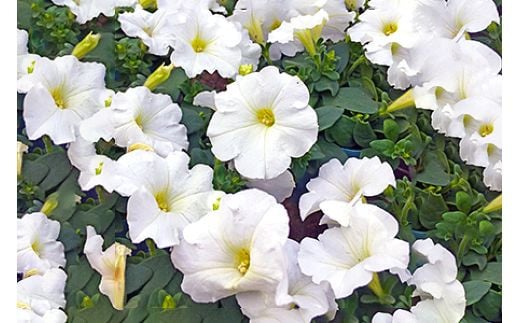 [定期便／年3回] 季節の草花 詰め合わせ｜花苗 ポット苗 宿根草 多年草 一年草 園芸 ガーデニング [0134]