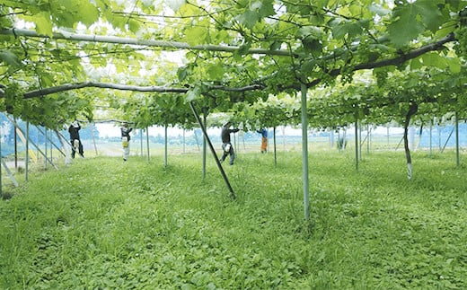 [2026年8月下旬以降お届け] シャインマスカット 1kg｜ぶどう 果物 フルーツ スイーツ 直送 贈答 プレゼント [0356]