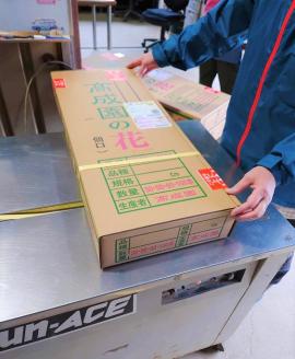 高成園 季節の切り花 シャクヤク【2024年4月下旬以降配送】芍薬 ピオニー 産地直送 切花 生花 フラワー [0157]