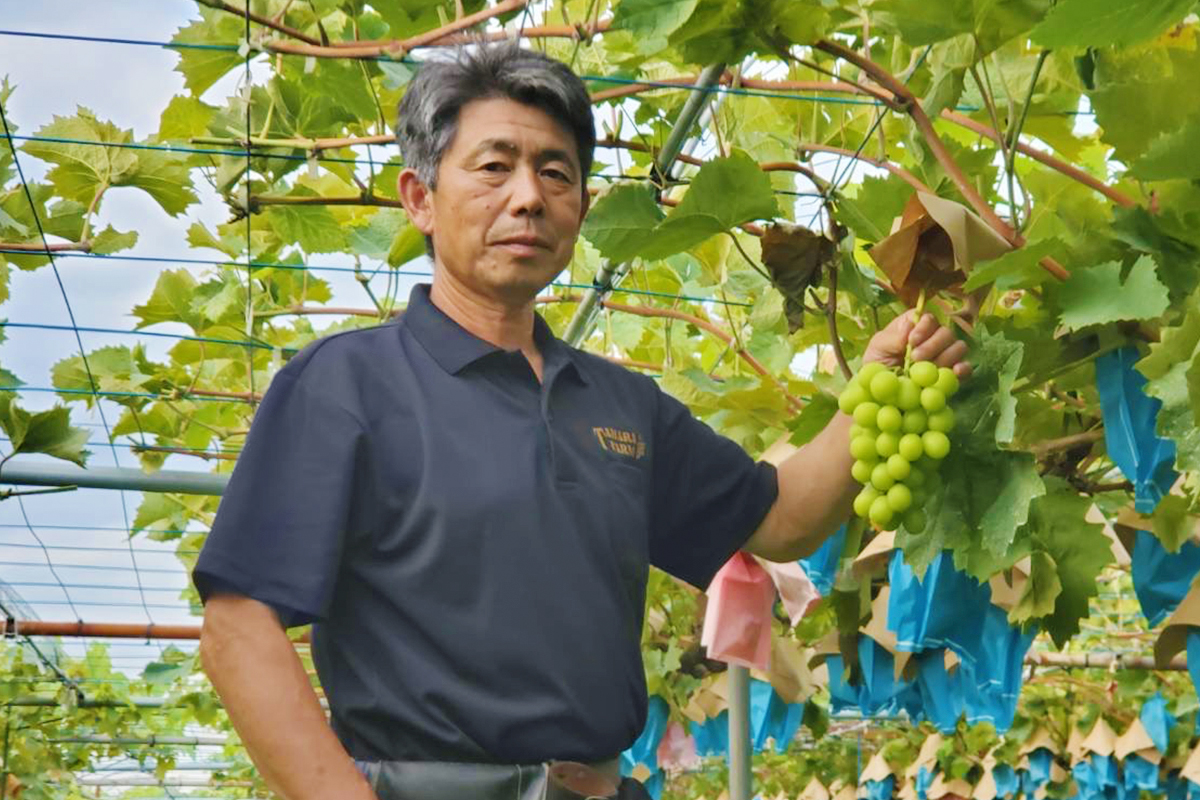 [2026年8月下旬以降お届け] シャインマスカット＆黒系ブドウ詰め合わせ 1kg｜ぶどう 果物 フルーツ スイーツ セット 直送 贈答 プレゼント [0357]