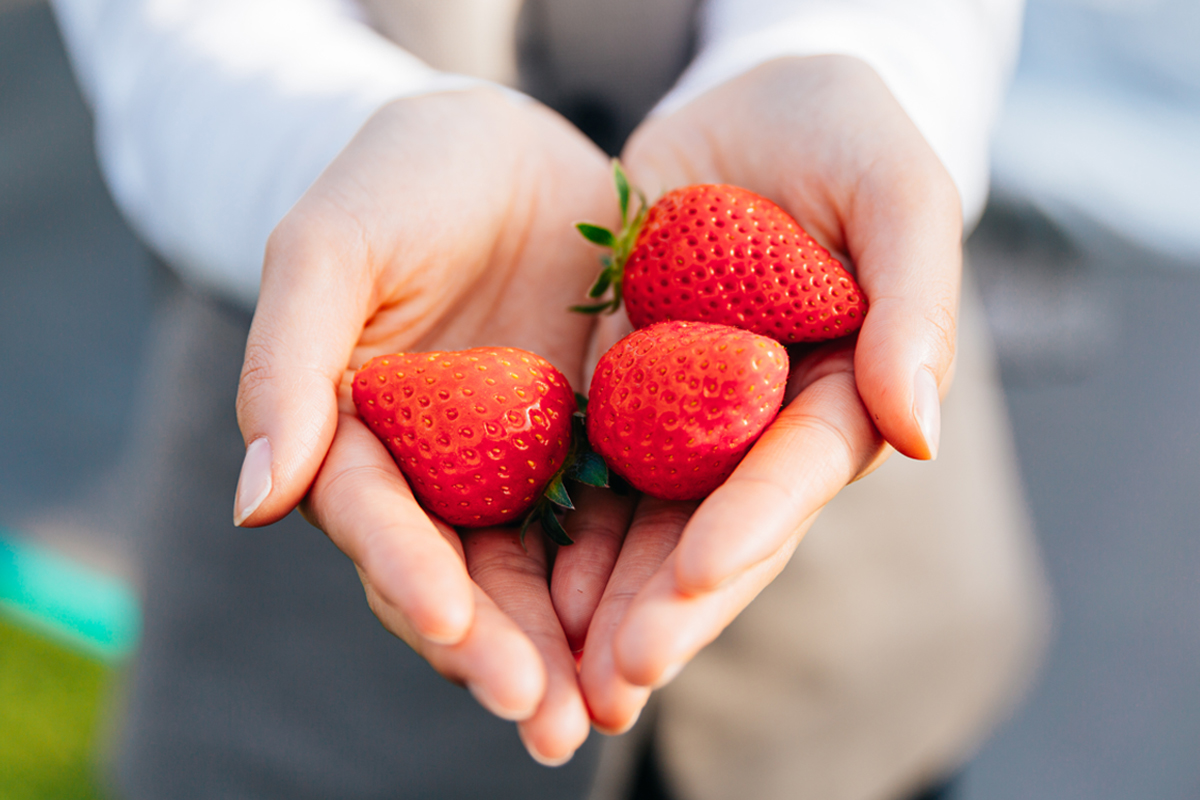 冷凍いちご《あまりん》1kg｜埼玉 オリジナル 品種 糖度 高い 甘い 高級 イチゴ SugarBerry すぎと [0684]