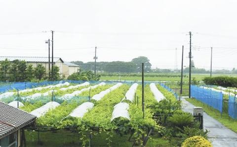 [2026年8月下旬以降お届け] ナガノパープル＆シャインマスカット詰め合わせ 1kg｜ぶどう 果物 フルーツ スイーツ セット 直送 贈答 プレゼント [0355]