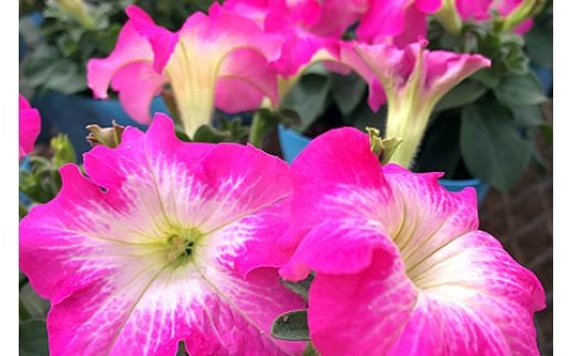 季節の草花 詰め合わせ｜花苗 ポット苗 宿根草 多年草 一年草 園芸 ガーデニング [0133]