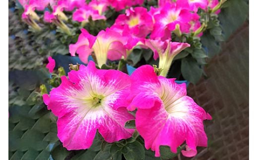 [定期便／年3回] 季節の草花 詰め合わせ｜花苗 ポット苗 宿根草 多年草 一年草 園芸 ガーデニング [0134]