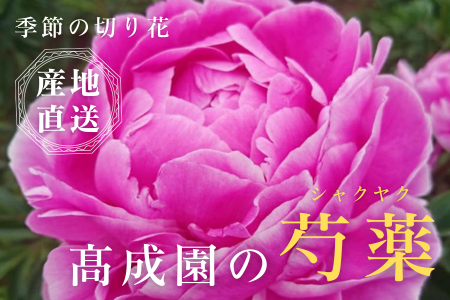 高成園 季節の切り花 シャクヤク【2024年4月下旬以降配送】芍薬 ピオニー 産地直送 切花 生花 フラワー [0157]