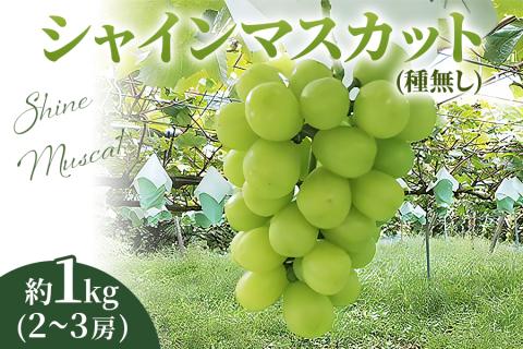 [2026年8月下旬以降お届け] シャインマスカット 1kg｜ぶどう 果物 フルーツ スイーツ 直送 贈答 プレゼント [0356]
