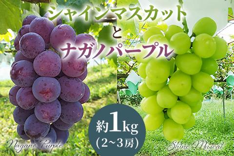 [2026年8月下旬以降お届け] ナガノパープル＆シャインマスカット詰め合わせ 1kg｜ぶどう 果物 フルーツ スイーツ セット 直送 贈答 プレゼント [0355]