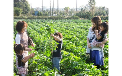 農園収穫体験チケット (お土産にお米1kg付き)｜農業体験 農作業 野菜 米 [0627]
