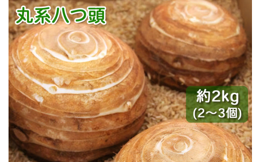 丸系八つ頭（サトイモの一種）約２kg 2～3個 皮むき簡単 ホクホク食感 お正月のおせち料理に【2025年12月中旬以降配送】 [0200]