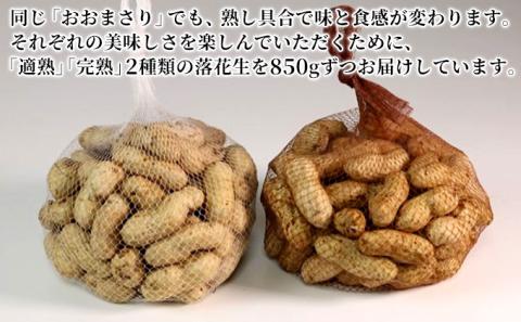落花生 あんばい農園の完熟・適熟 生落花生 セット 1.7kg 食べ比べ　千ブランド【生落花生 落花生 食べ比べ 豆 つまみ おつまみ】