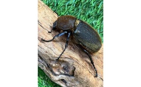 ヘラクレスオオカブト成虫ペア（♂130mm～・♀フリー）　【 生き物 昆虫 男の子 子供 飼育観察 夏休み 自由研究 自然 環境 学習 孫 プレゼント 】