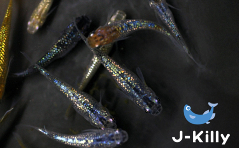 カラフルラメメダカMIX　10匹