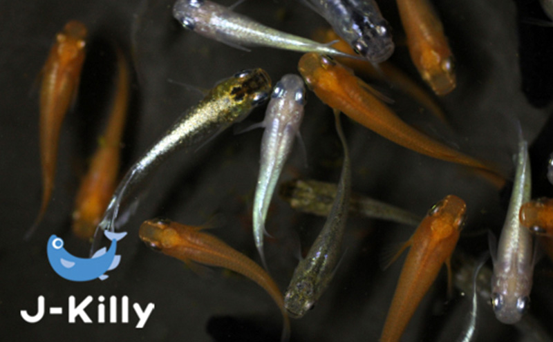 カラフルメダカMIX　10匹