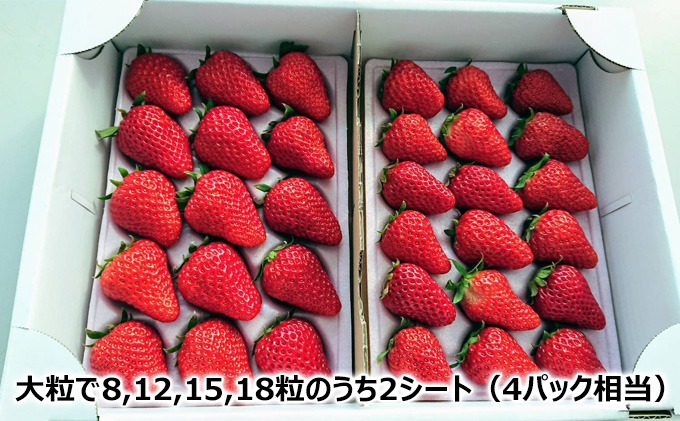 さわの森農園　しあわせいちご（紅ほっぺ）2シート詰め合わせ（4パック相当）【千ブランド イチゴ 苺 おやつ 果物】