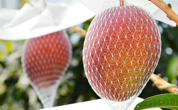 【千の葉ライチ】完熟アップルマンゴーL×2果入 （先行予約）【マンゴー フルーツ 高級果実 国内】