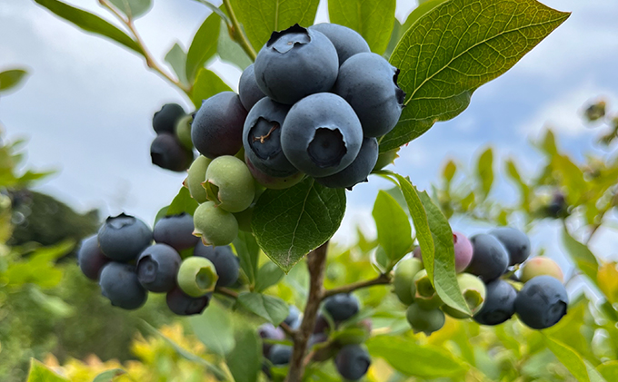 猪野ナーセリーのこだわりブルーベリー　200g×3【フルーツ ご褒美 千ブランド 】
