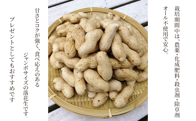 生落花生おおまさり1kg　千ブランド