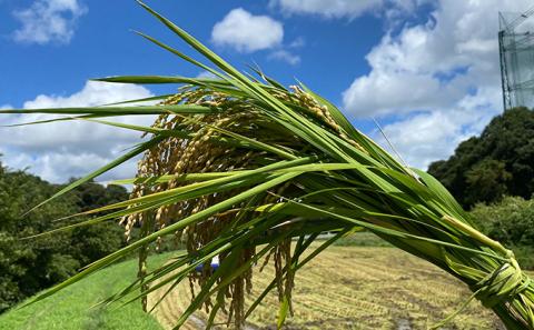 【6ヶ月連続定期便】千葉産 令和7年  ミルキークィーン 白米 10kg（5kg×2）【定期便 ご飯モチモチ 粘り お弁当 おにぎり】 お米 精米 令和7年 注文後精米 冷めてもおいしい