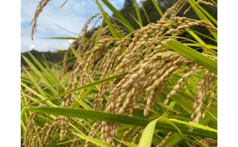 令和7年産　6ヶ月定期便　コシヒカリ　白米　10kg【定期便 お米 白米 粘り甘み】 精米 粘りつやつや 美味しい 新鮮