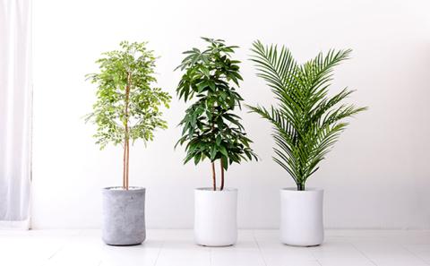 次世代型インテリアグリーン　DiamondPlants　Grande アレカヤシ・ホワイト鉢