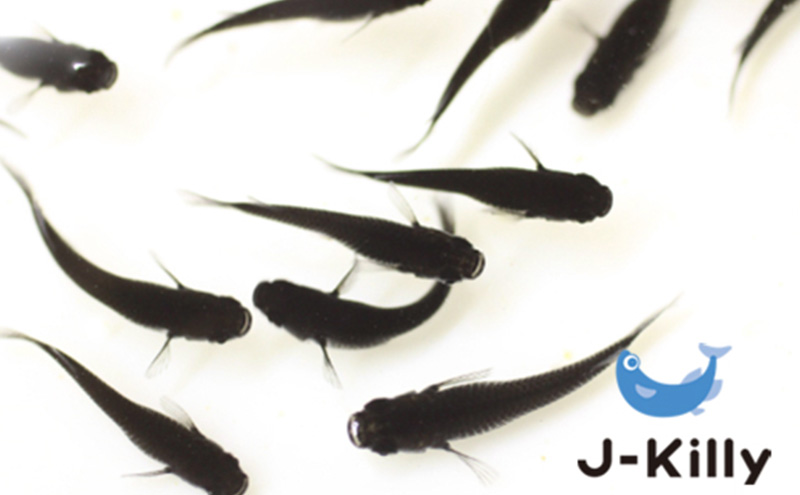 改良メダカ　オロチ　10匹