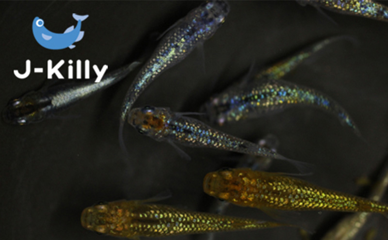 カラフルラメメダカMIX　10匹