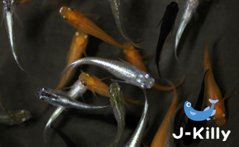 カラフルメダカMIX　10匹