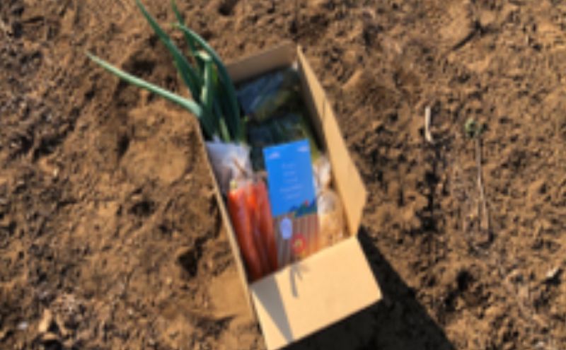 野菜 定期便 3ヶ月 1名様向け 野菜5種 セット 旬の野菜 生野菜 やさい 新鮮 鮮度 産地直送 詰め合わせ 冷蔵 千葉 定期 お楽しみ 3回
