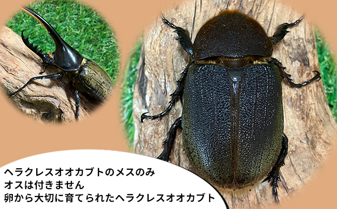 ヘラクレスオオカブト成虫メス単品（♀サイズフリー）【 生き物 昆虫 男の子 子供 飼育観察 自由研究 自然 環境 学習 孫 プレゼント 学び 】