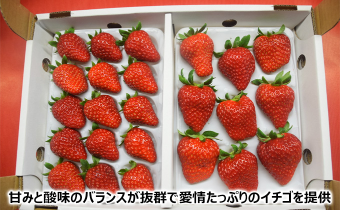 千葉市食のブランド認定　嬉しいイチゴ　完熟紅ほっぺ　900g（2パック）【千ブランド イチゴ 苺 おやつ 果物】