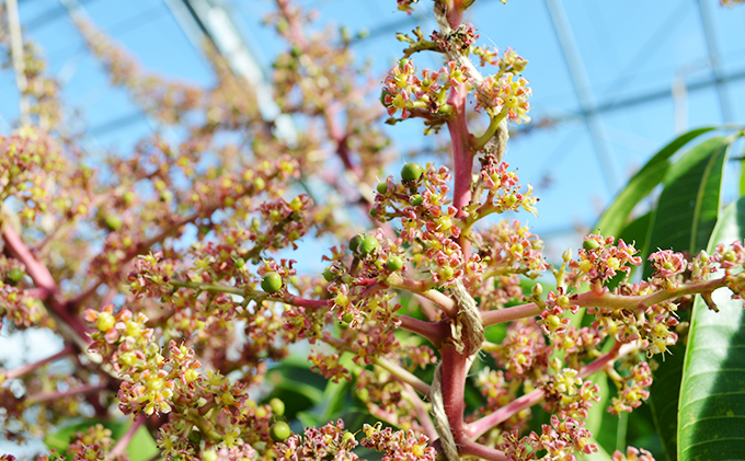 【千の葉ライチ】完熟アップルマンゴーL×2果入 （先行予約）【マンゴー フルーツ 高級果実 国内】