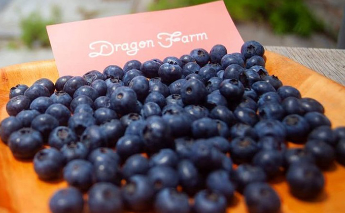 栽培期間中農薬不使用　完熟ブルーベリー　500g【果物詰合せ フルーツ 千葉県 千葉市 ブルーベリー 】