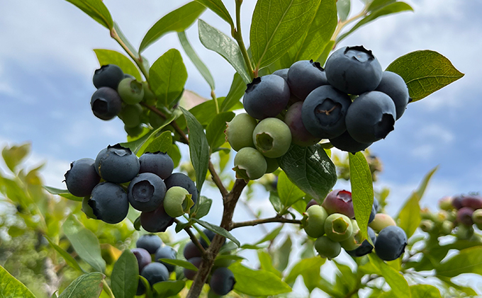 猪野ナーセリーのこだわりブルーベリー　200g×3【フルーツ ご褒美 千ブランド 】