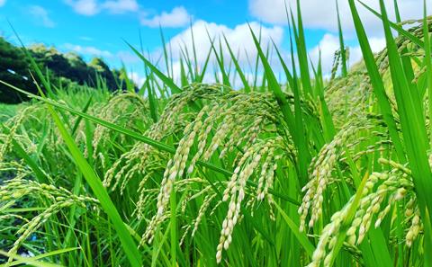 【6ヶ月連続定期便】千葉産 令和7年  ミルキークィーン 乾式無洗米 10kg（5kg×2）【定期便・ お米 ご飯 白米 精米 令和7年 注文後精米 モチモチ 粘り お弁当 おにぎり 冷めてもおいしい 】