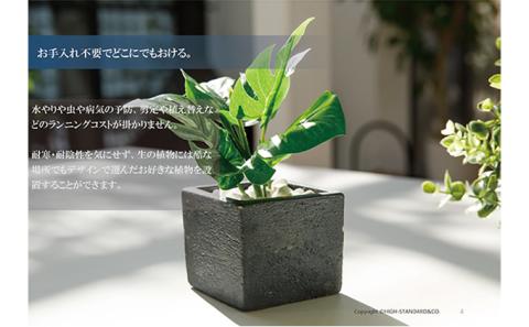 次世代型インテリアグリーン　DiamondPlants　Short ヒメモンステラ・ブラック鉢