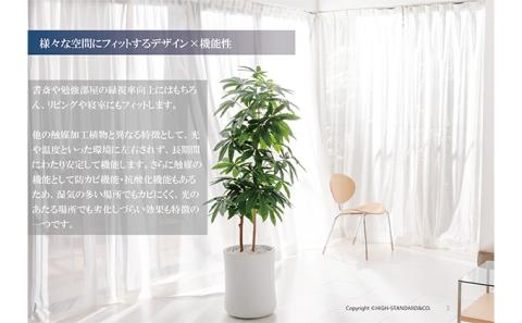 次世代型インテリアグリーン　DiamondPlants　Grande パキラ・ホワイト鉢