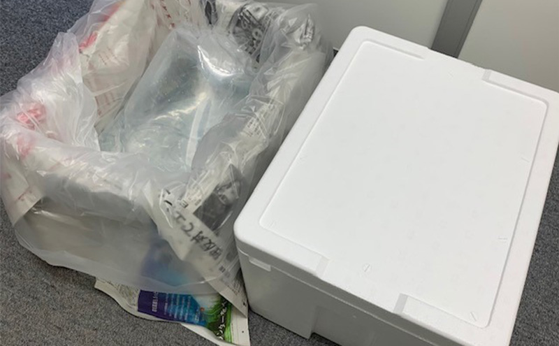 改良メダカ　オロチ　10匹