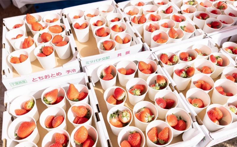 千葉市いちごマラソン10ｋｍマラソン参加券　駐車券　チケット 体験 参加券 マラソン 10km いちごのお土産 高校生以上 数量限定 千葉市 千葉県