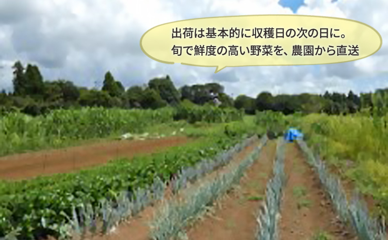 2～4名様向け／野菜6種に加工品をプラス