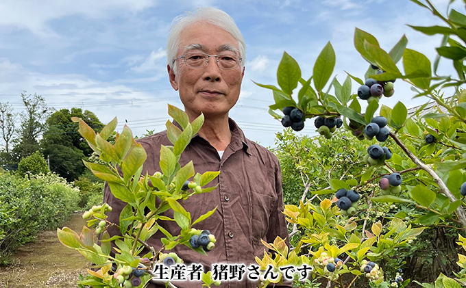 猪野ナーセリーのこだわりブルーベリー　200g×3【フルーツ ご褒美 千ブランド 】