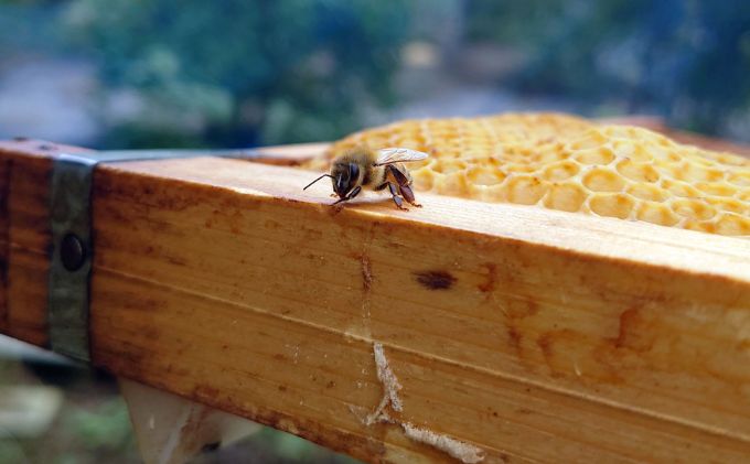 無添加　自家製ジャム　2種　＆　自家製ハチミツ