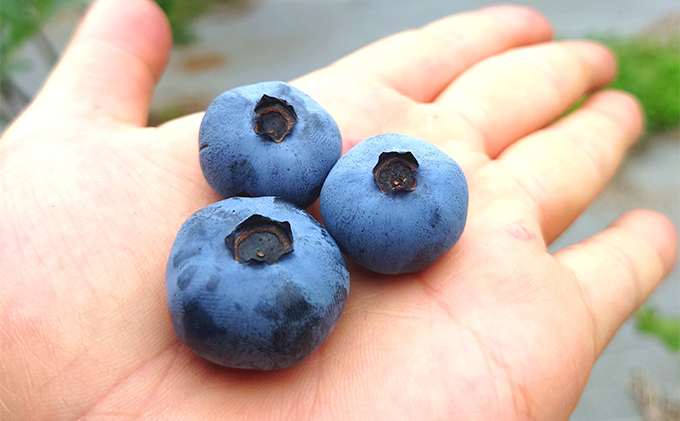 急速冷凍　ブルーベリー　1Kg