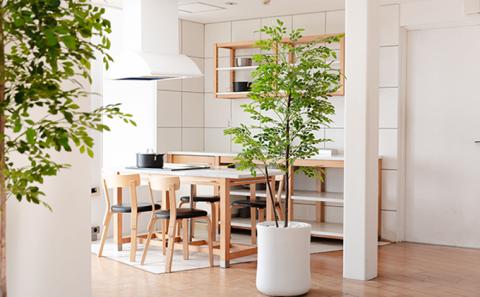 次世代型インテリアグリーン　DiamondPlants　Grande パキラ・ホワイト鉢