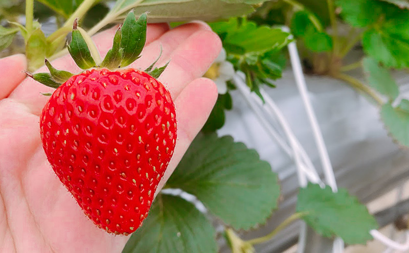 新鮮採れたて　いちご　４パックセット