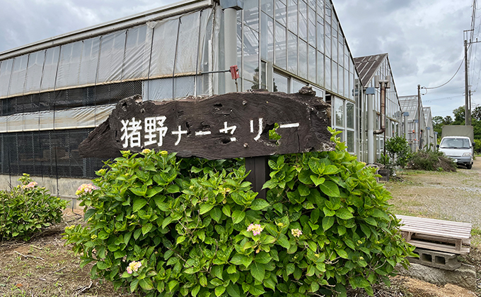 猪野ナーセリーのこだわりブルーベリー　200g×3【フルーツ ご褒美 千ブランド 】