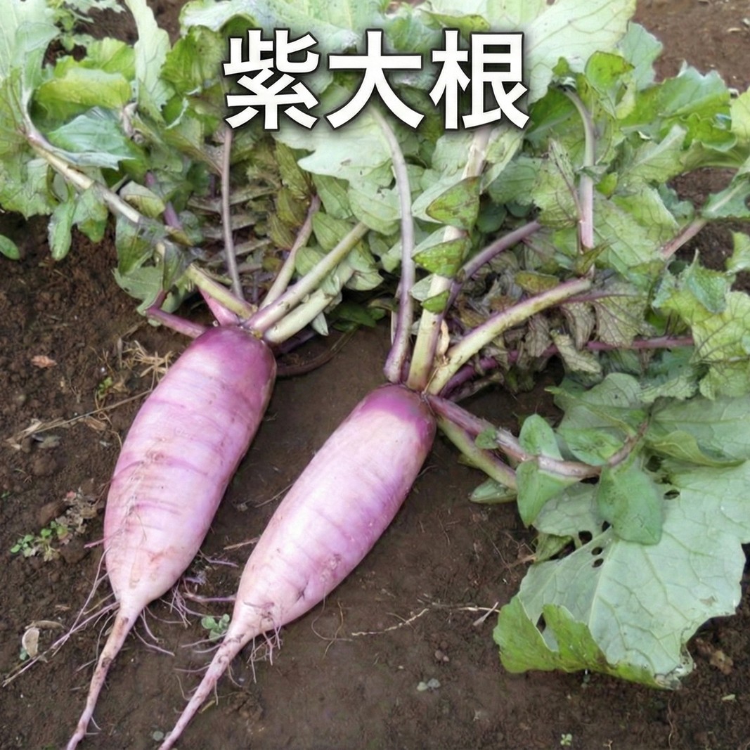 野菜 定期便 3ヶ月 2～4名様向け 野菜6種 セット＋加工品 旬